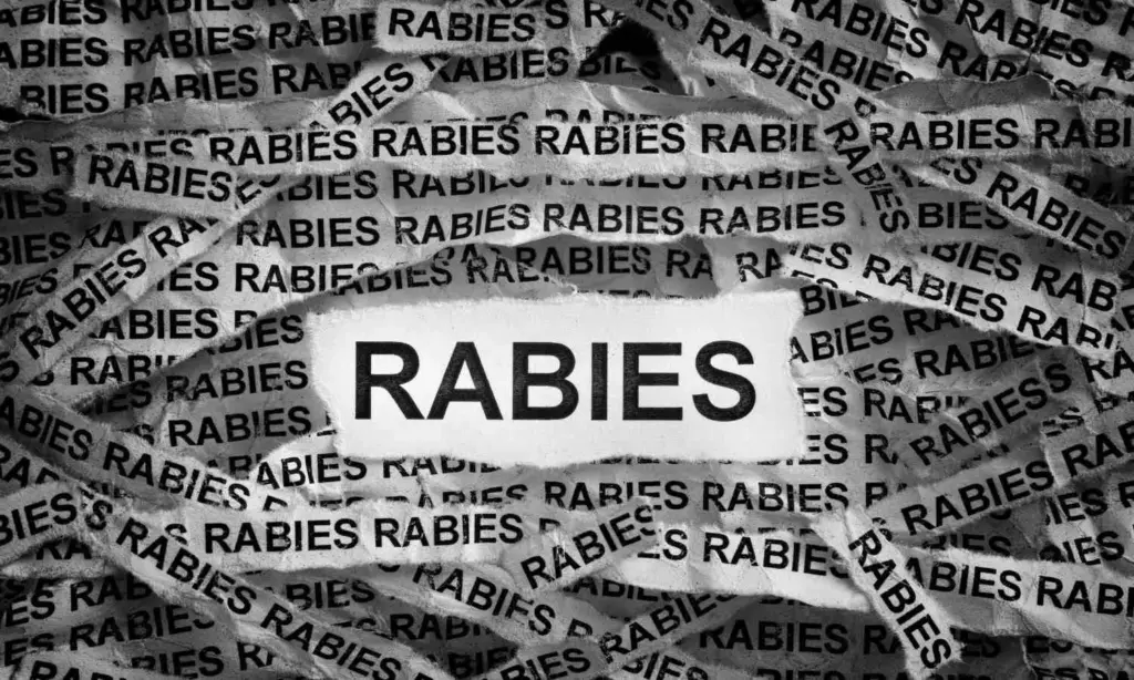 Why Rabies Vaccine Can Fail Despite Full Vaccination: Former Army Doctor Explains 10 Critical Reasons